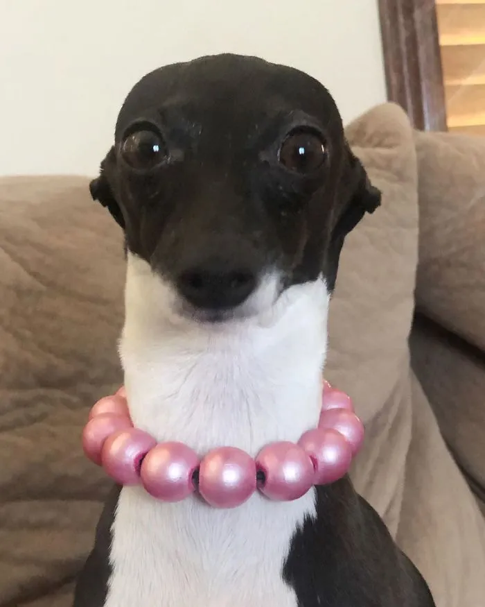 Esta mujer no sale de casa debido a su enfermedad crónica, así que se trajo un perro que pone caras muy humanas (30 fotos)