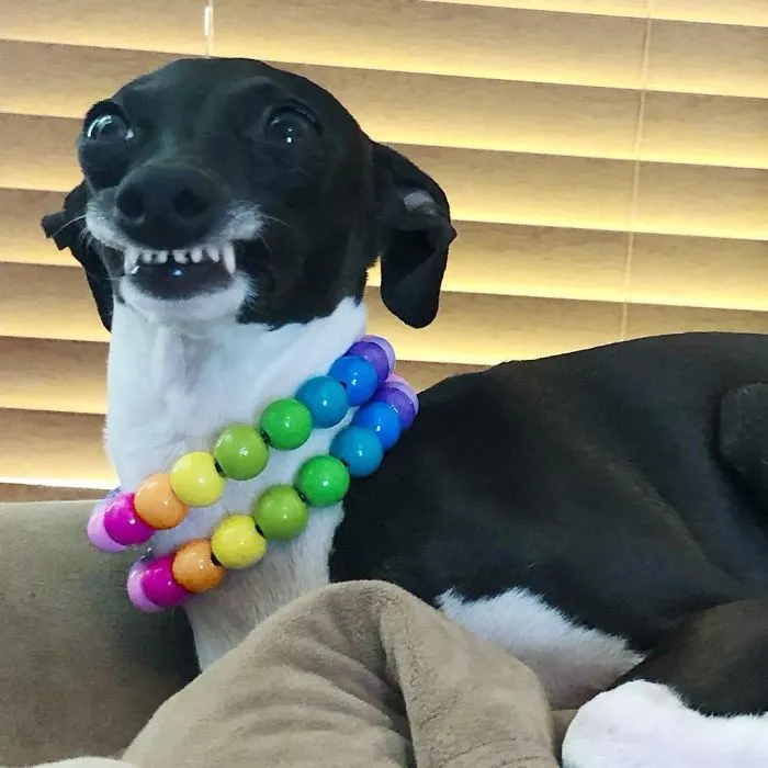 Esta mujer no sale de casa debido a su enfermedad crónica, así que se trajo un perro que pone caras muy humanas (30 fotos)