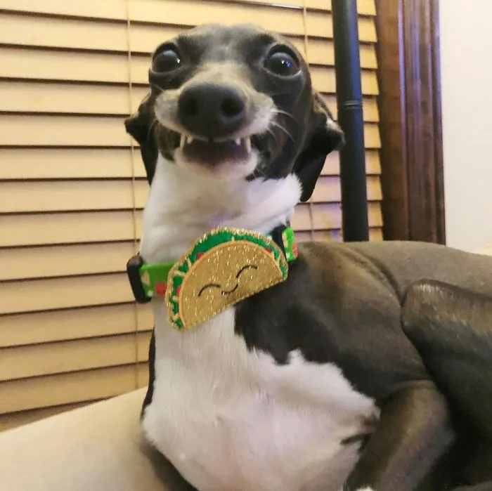 Esta mujer no sale de casa debido a su enfermedad crónica, así que se trajo un perro que pone caras muy humanas (30 fotos)