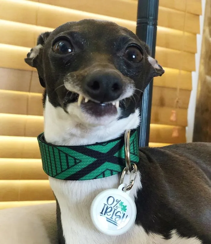 Esta mujer no sale de casa debido a su enfermedad crónica, así que se trajo un perro que pone caras muy humanas (30 fotos)