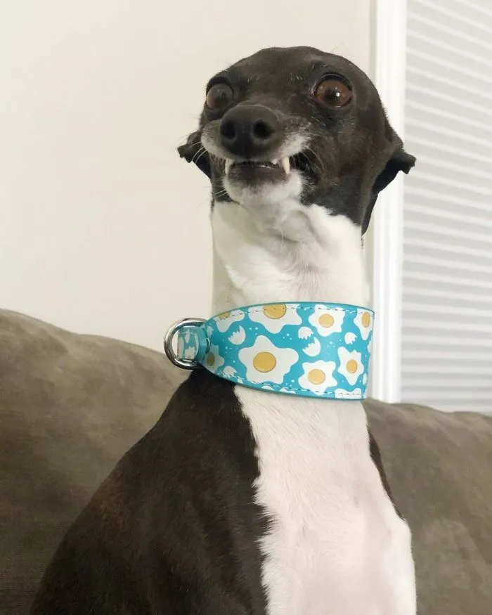Esta mujer no sale de casa debido a su enfermedad crónica, así que se trajo un perro que pone caras muy humanas (30 fotos)