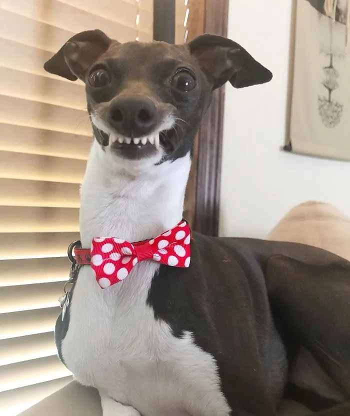 Esta mujer no sale de casa debido a su enfermedad crónica, así que se trajo un perro que pone caras muy humanas (30 fotos)