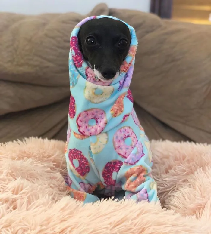 Esta mujer no sale de casa debido a su enfermedad crónica, así que se trajo un perro que pone caras muy humanas (30 fotos)