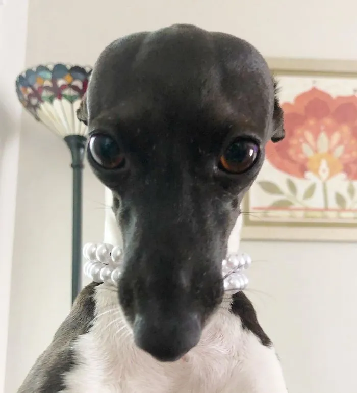 Esta mujer no sale de casa debido a su enfermedad crónica, así que se trajo un perro que pone caras muy humanas (30 fotos)