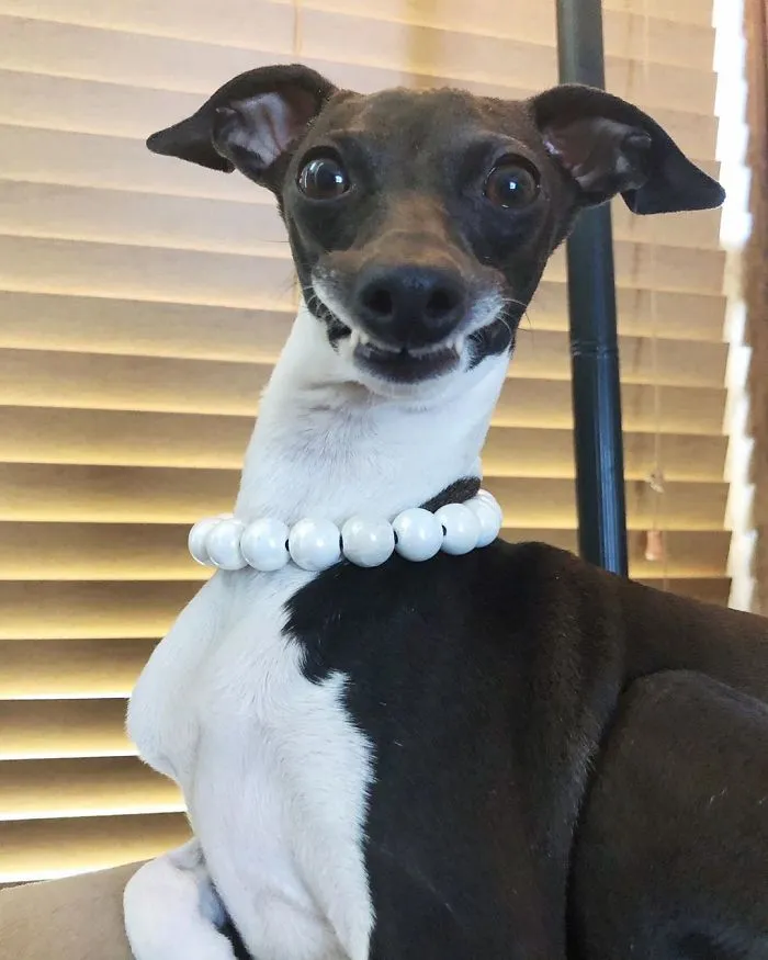Esta mujer no sale de casa debido a su enfermedad crónica, así que se trajo un perro que pone caras muy humanas (30 fotos)