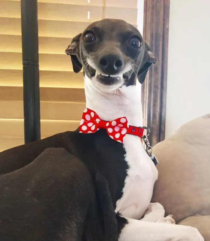 Esta mujer no sale de casa debido a su enfermedad crónica, así que se trajo un perro que pone caras muy humanas (30 fotos)