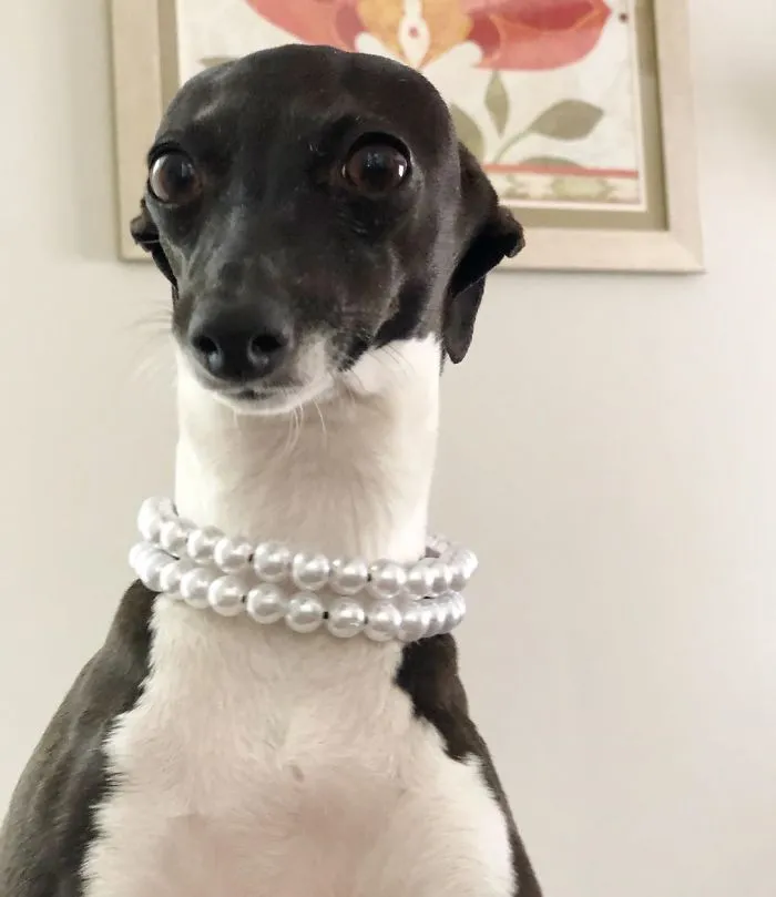 Esta mujer no sale de casa debido a su enfermedad crónica, así que se trajo un perro que pone caras muy humanas (30 fotos)