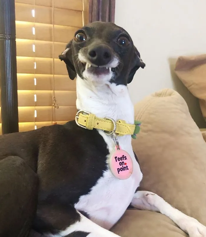 Esta mujer no sale de casa debido a su enfermedad crónica, así que se trajo un perro que pone caras muy humanas (30 fotos)