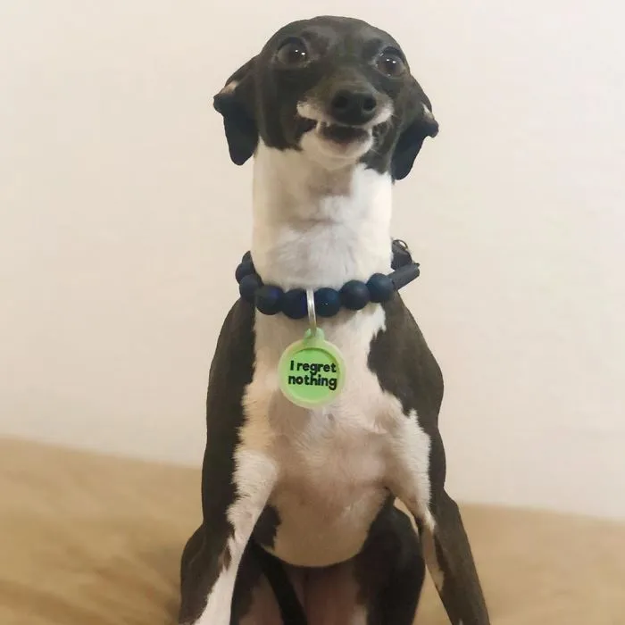Esta mujer no sale de casa debido a su enfermedad crónica, así que se trajo un perro que pone caras muy humanas (30 fotos)
