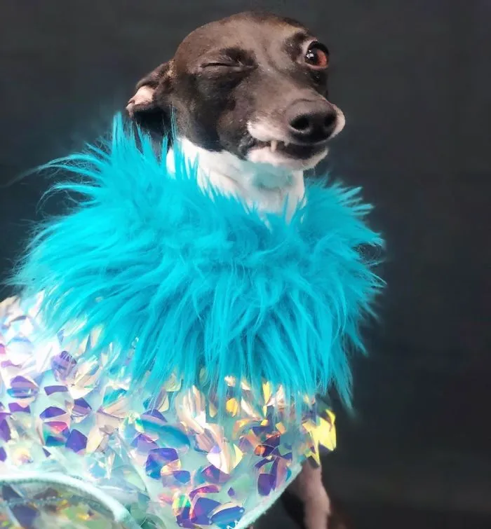 Esta mujer no sale de casa debido a su enfermedad crónica, así que se trajo un perro que pone caras muy humanas (30 fotos)