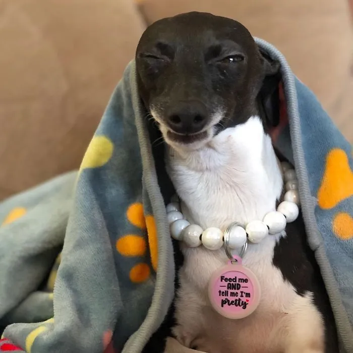 Esta mujer no sale de casa debido a su enfermedad crónica, así que se trajo un perro que pone caras muy humanas (30 fotos)