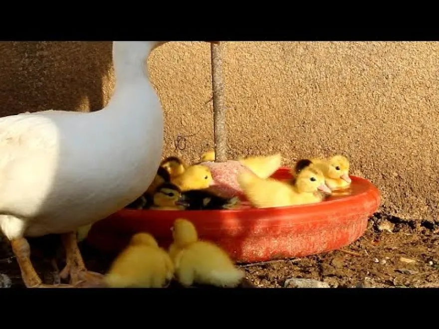 The First Swim Of These Beautiful Ducklings ... Has Known Swimming Since Birth