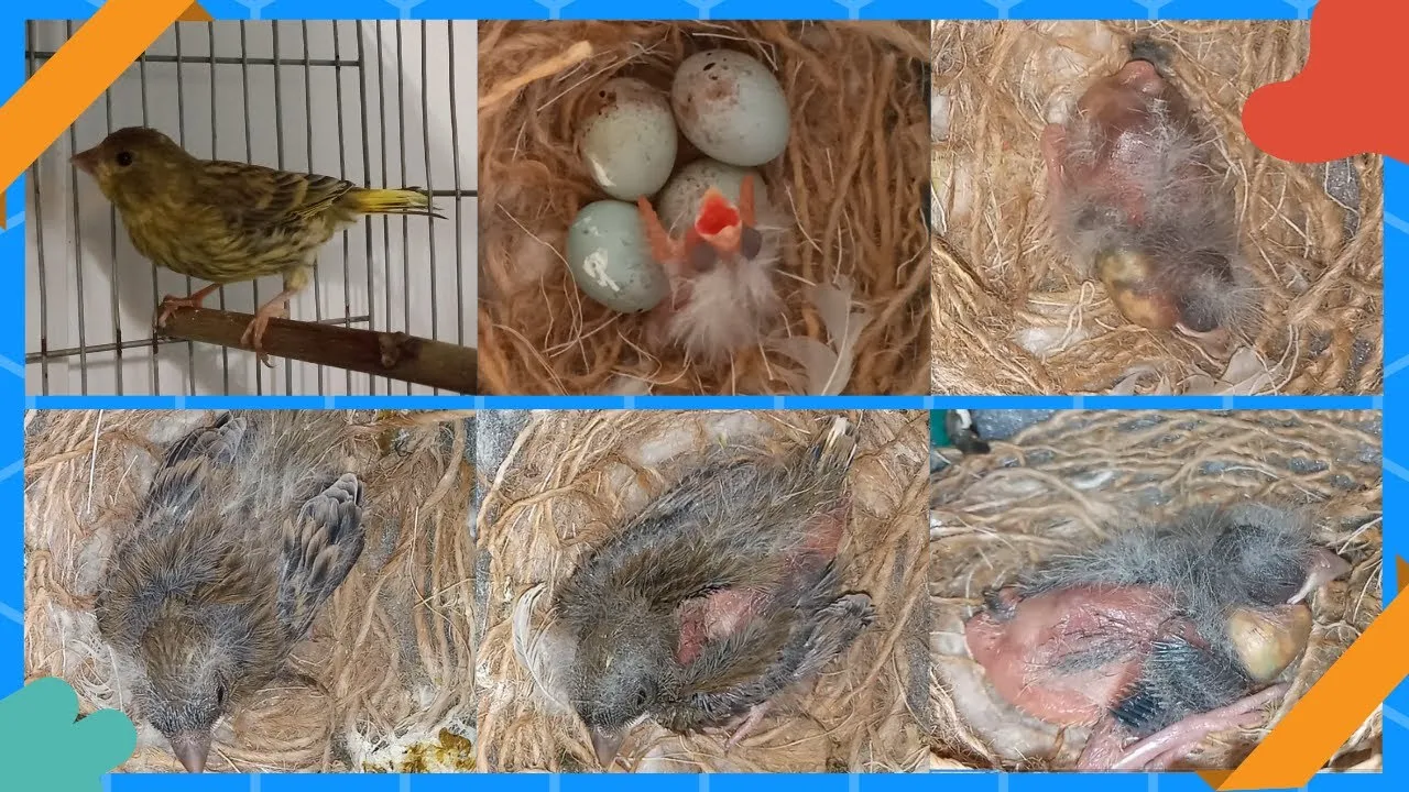 The Life Of A Beautiful Bird ,from Beginning To End . The  Crossbreeding Of Canaries And European Green Sparrow .