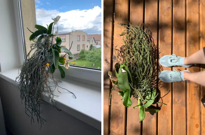 First Time Repotting This Monster Phalaenopsis In 18 Years - Will Be Splitting It Into 3