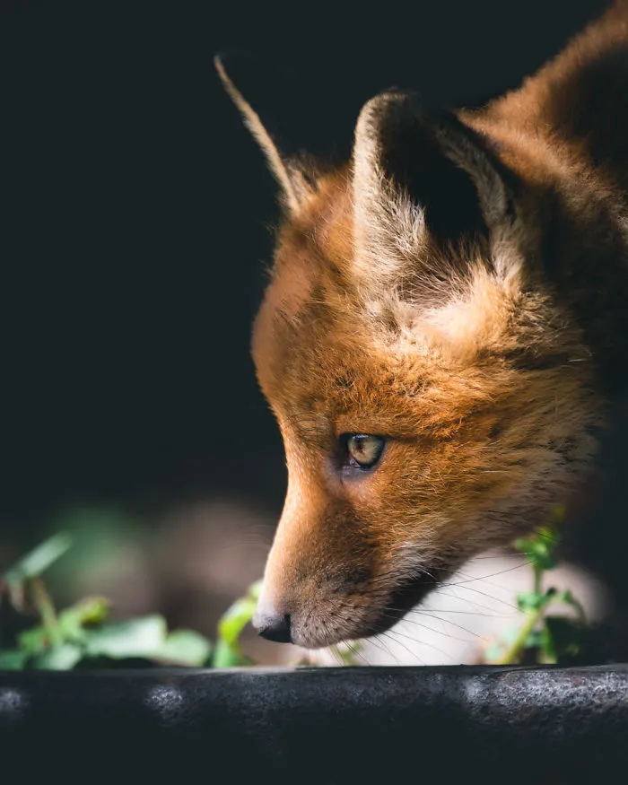 I Tried To Make My Way To Get To Red Foxes And I Finally Earned Their Trust To Photograph Them Up Close (30 Pics)