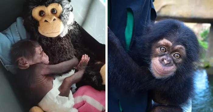 Baby Chimp Cuddles With A Plush Monkey After Being Rejected By His Mother, Finds A New Family