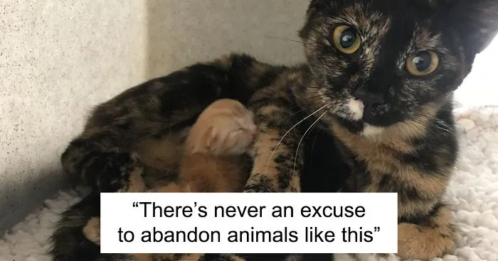 Pregnant Cat Is Abandoned In Woodlands, But Is Found By A Dog Walker And Gives Birth To Two Healthy Kittens