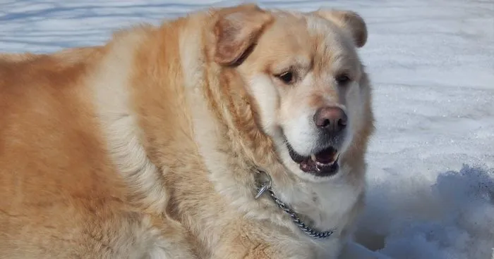 Overweight Golden Retriever’s Owner Demanded Vet Put Him Down, Luckily, He Refused (21 Pics)