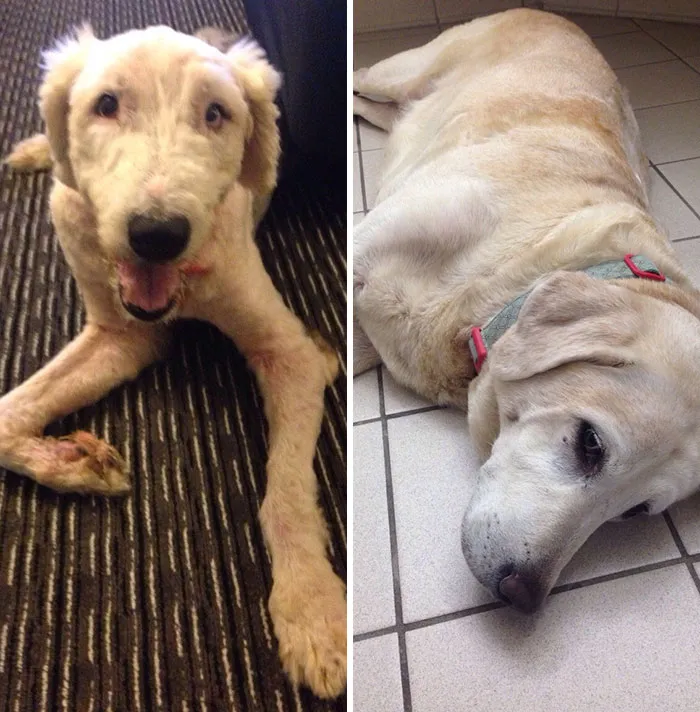 My Wife And I Adopted 2 Senior Dogs. Meet Oscar And Maggie