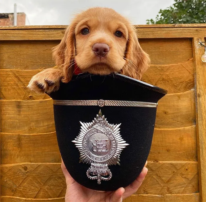 30 Times Police Puppies Tried To Act Tough But They Just Looked Adorable Instead