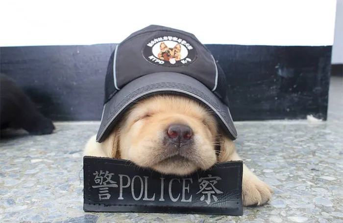30 Times Police Puppies Tried To Act Tough But They Just Looked Adorable Instead