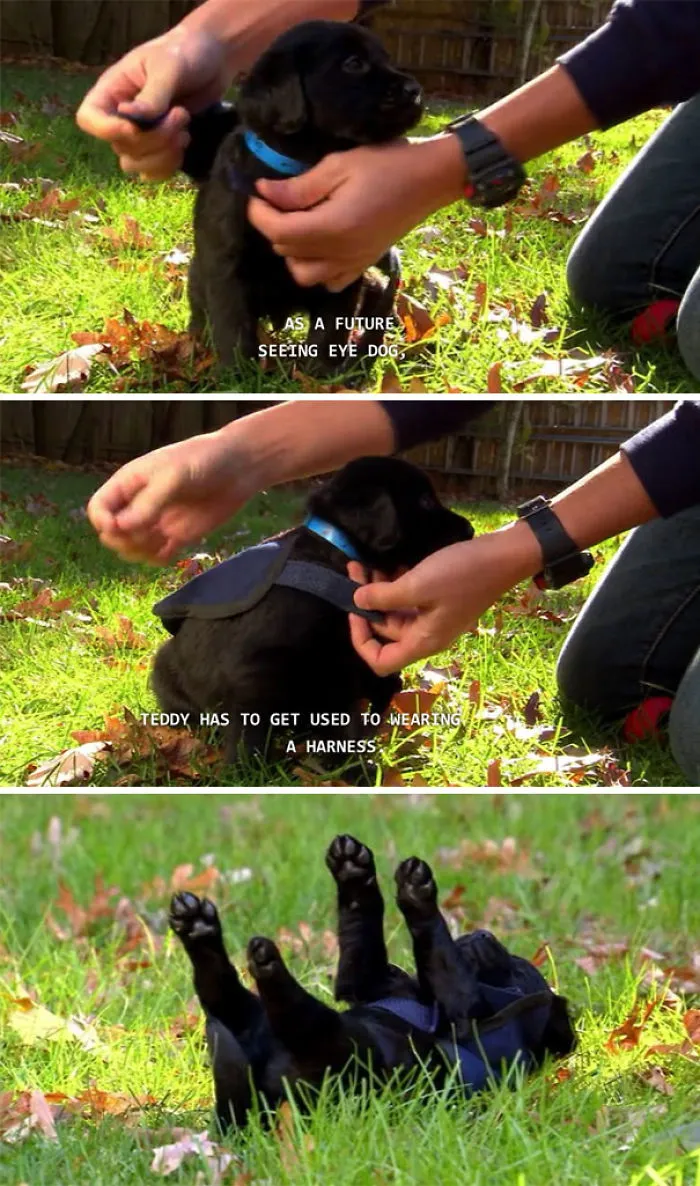 30 Times Police Puppies Tried To Act Tough But They Just Looked Adorable Instead