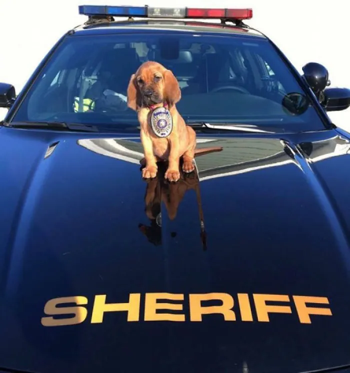30 Times Police Puppies Tried To Act Tough But They Just Looked Adorable Instead