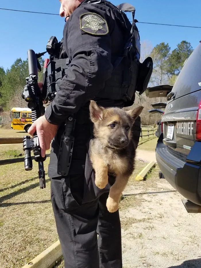 30 Times Police Puppies Tried To Act Tough But They Just Looked Adorable Instead