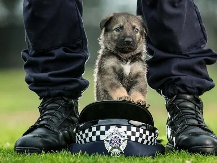 30 Times Police Puppies Tried To Act Tough But They Just Looked Adorable Instead