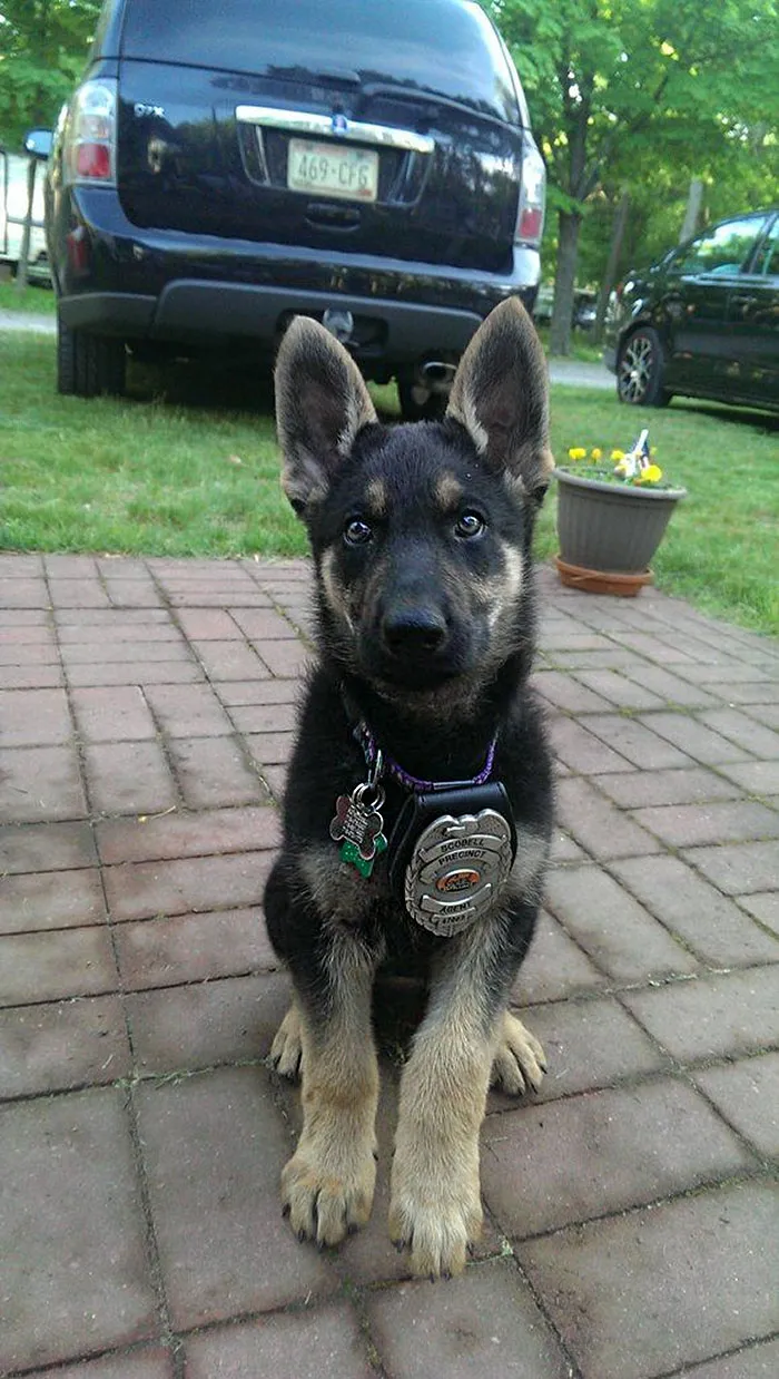 30 Times Police Puppies Tried To Act Tough But They Just Looked Adorable Instead