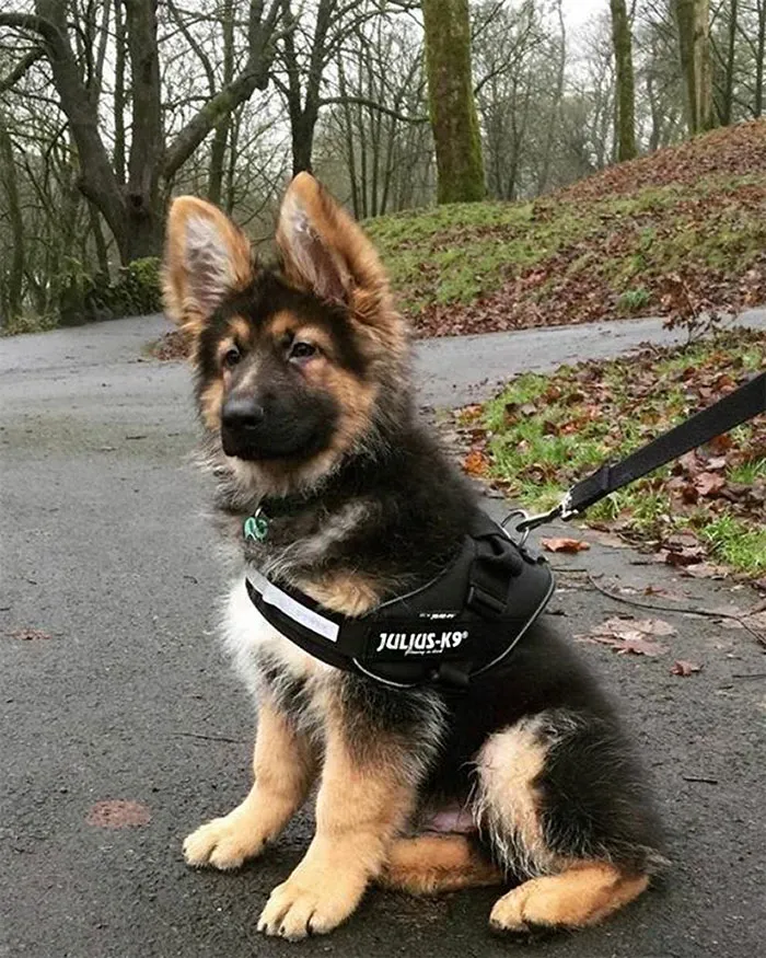 30 Times Police Puppies Tried To Act Tough But They Just Looked Adorable Instead