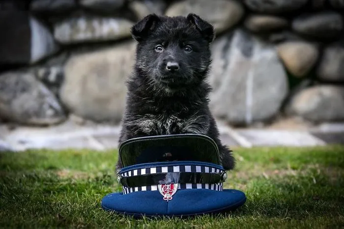30 Times Police Puppies Tried To Act Tough But They Just Looked Adorable Instead