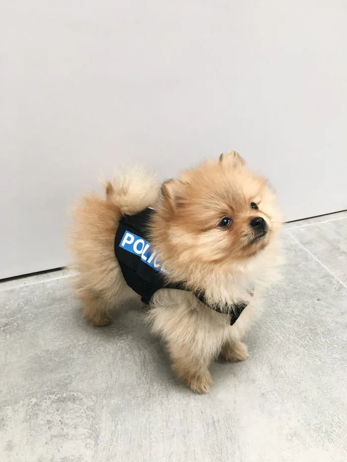 30 Times Police Puppies Tried To Act Tough But They Just Looked Adorable Instead