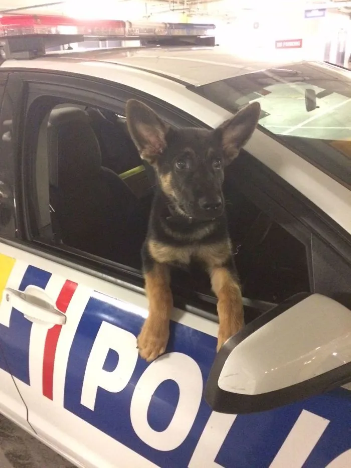 30 Times Police Puppies Tried To Act Tough But They Just Looked Adorable Instead