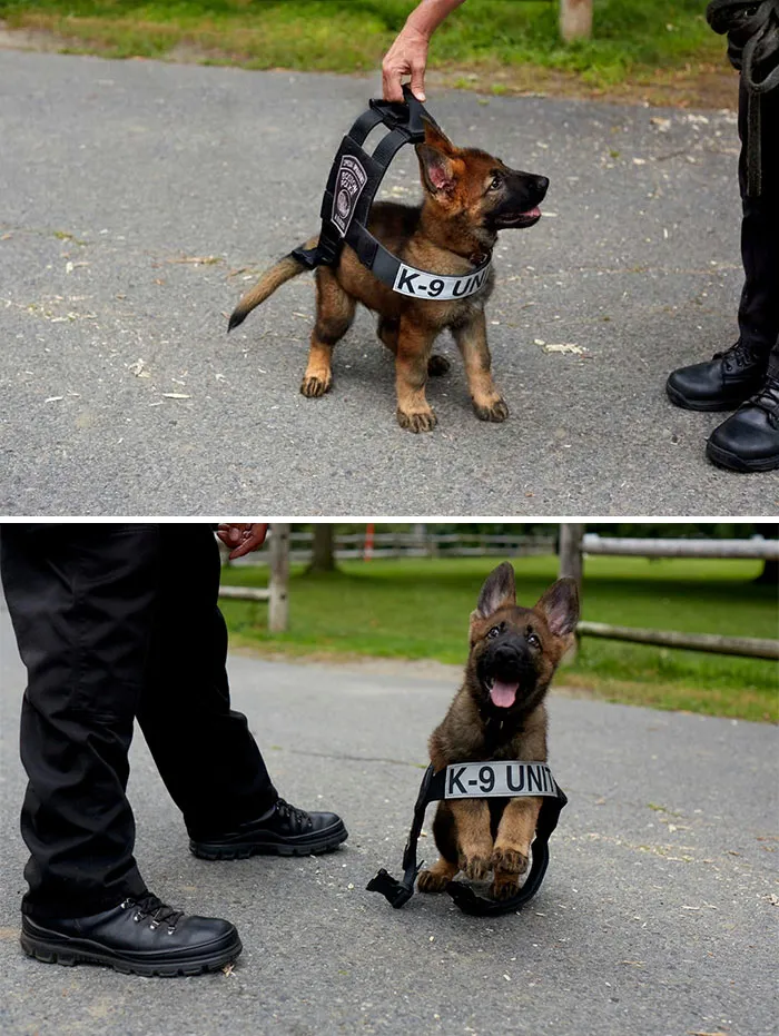 30 Times Police Puppies Tried To Act Tough But They Just Looked Adorable Instead