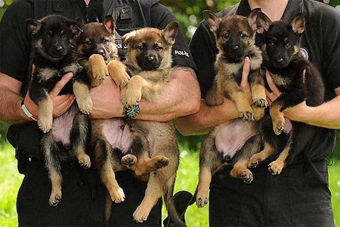 30 Times Police Puppies Tried To Act Tough But They Just Looked Adorable Instead
