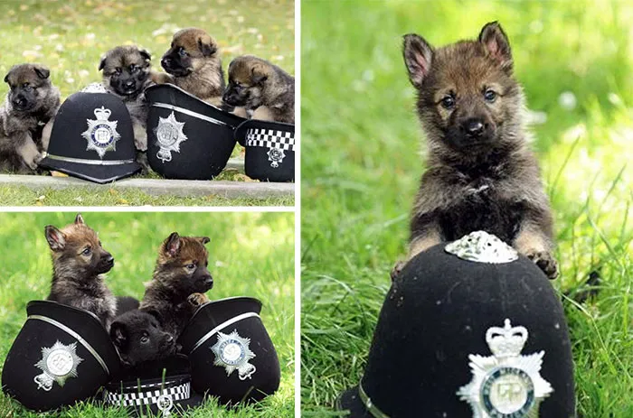 30 Times Police Puppies Tried To Act Tough But They Just Looked Adorable Instead