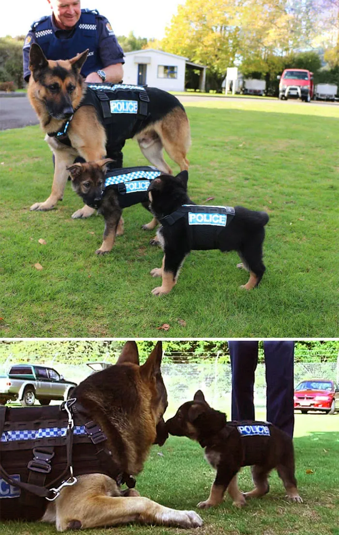 30 Times Police Puppies Tried To Act Tough But They Just Looked Adorable Instead