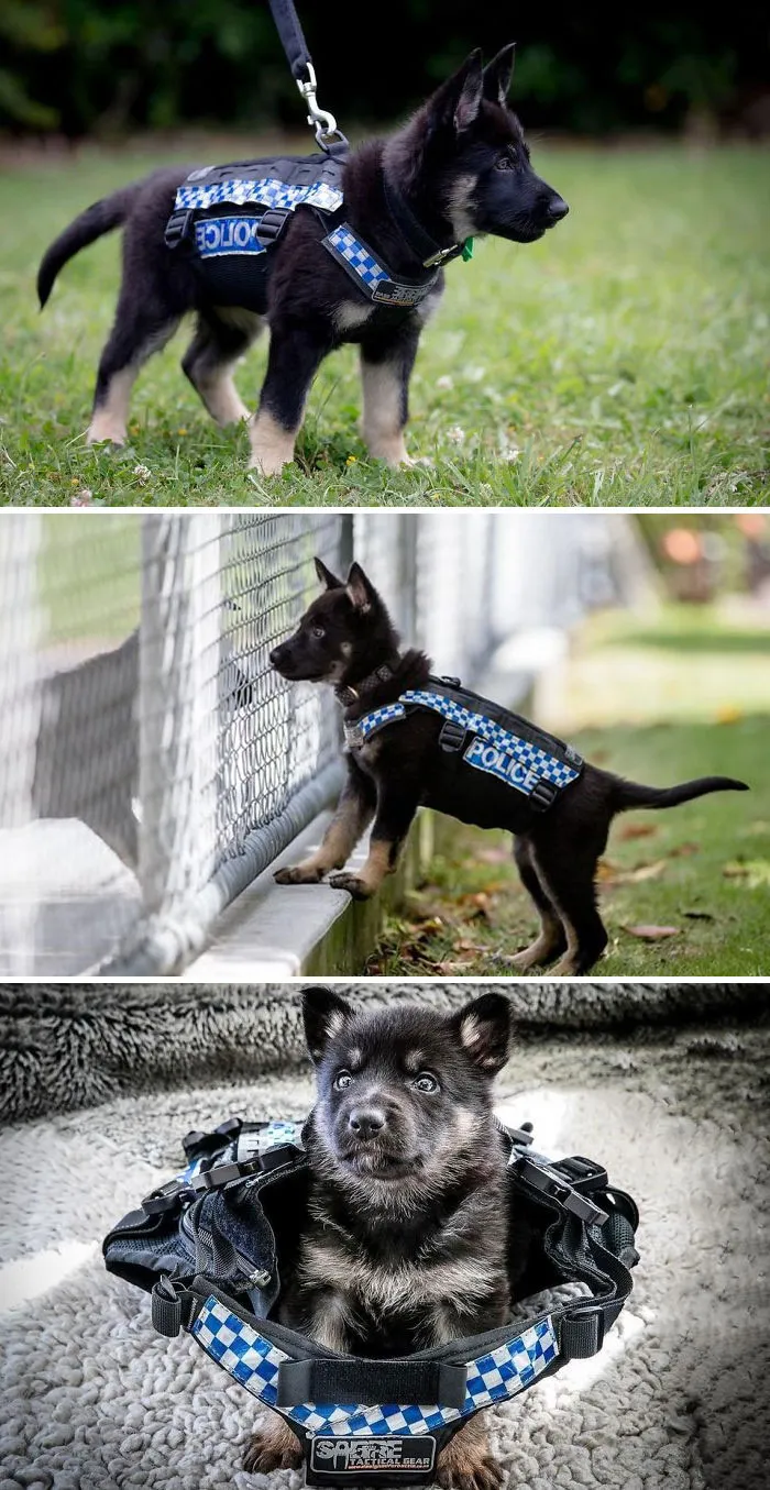 30 Times Police Puppies Tried To Act Tough But They Just Looked Adorable Instead