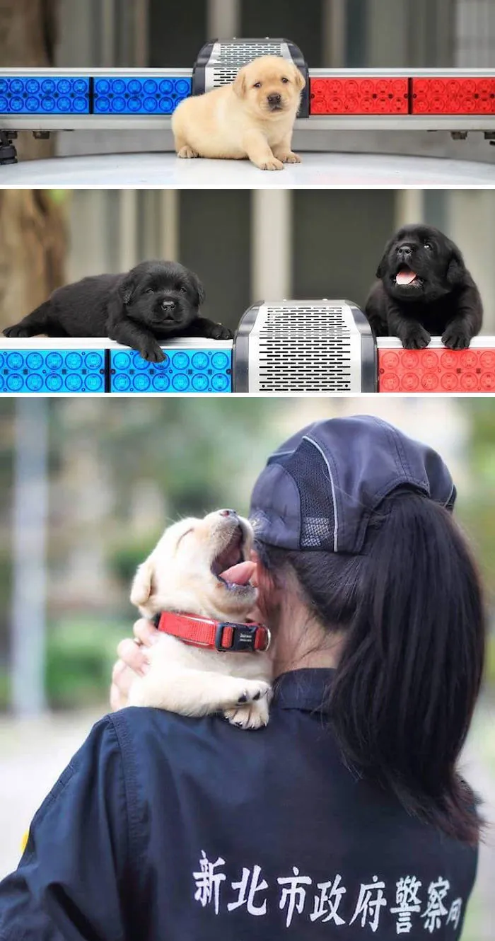 30 Times Police Puppies Tried To Act Tough But They Just Looked Adorable Instead