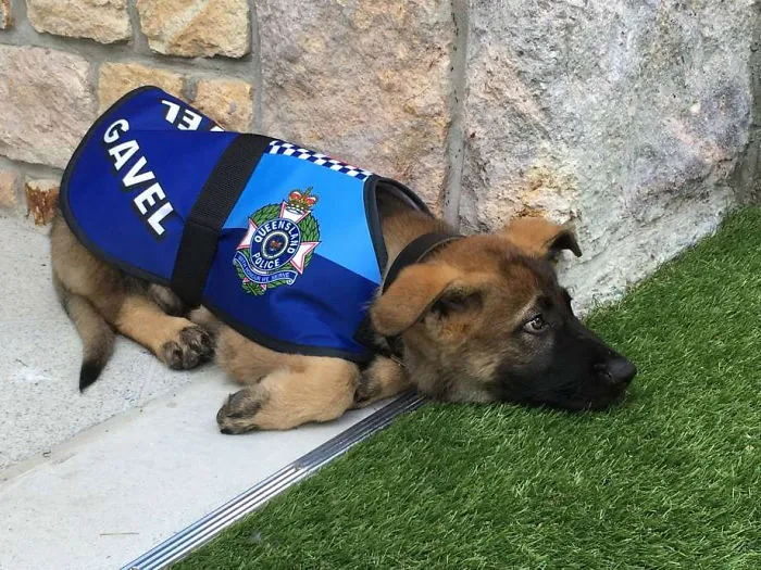 30 Times Police Puppies Tried To Act Tough But They Just Looked Adorable Instead