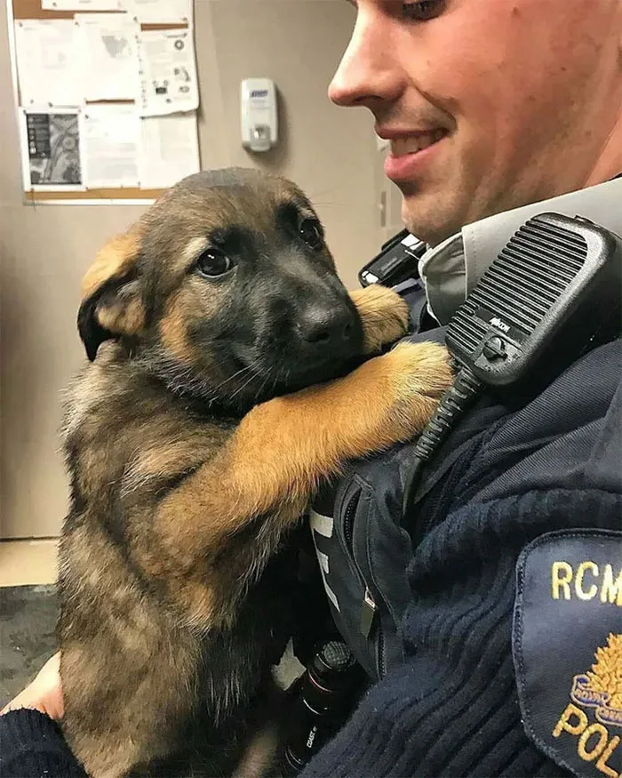 30 Times Police Puppies Tried To Act Tough But They Just Looked Adorable Instead