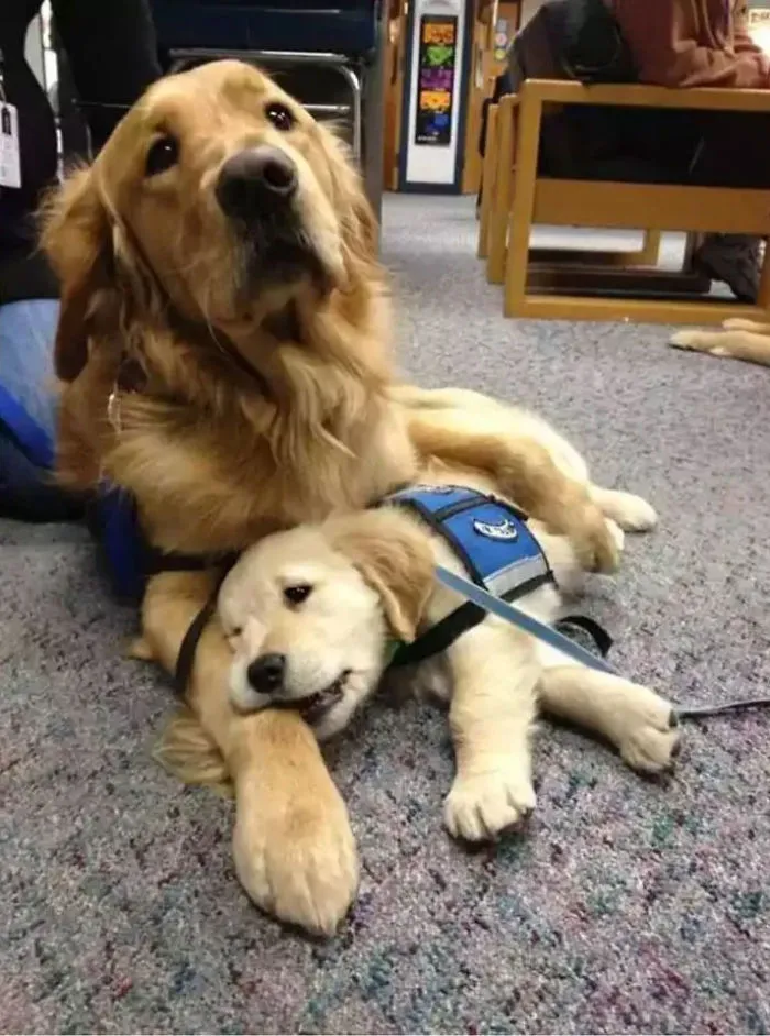 30 Times Police Puppies Tried To Act Tough But They Just Looked Adorable Instead