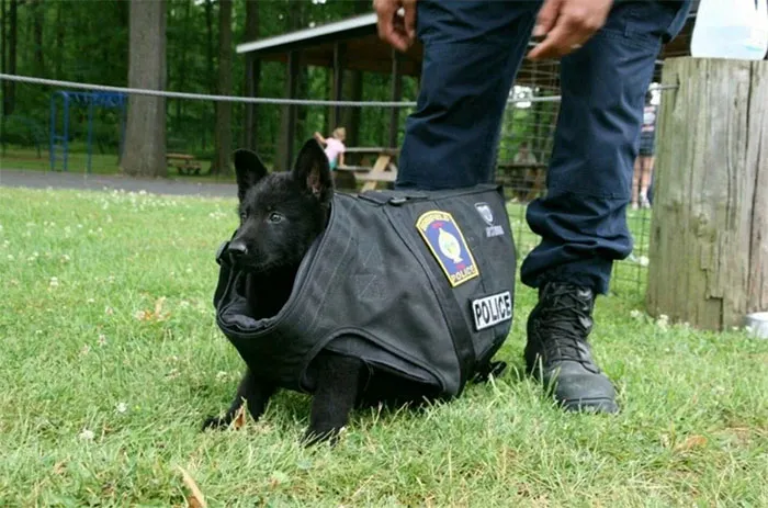 30 Times Police Puppies Tried To Act Tough But They Just Looked Adorable Instead