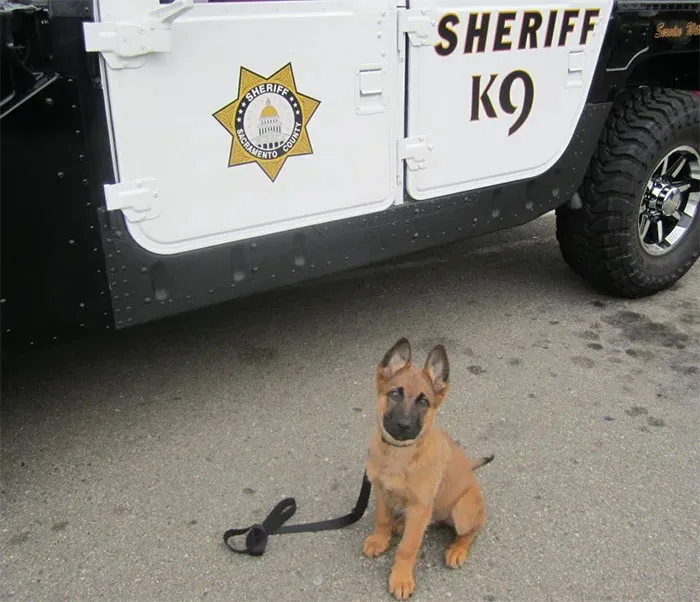 30 Times Police Puppies Tried To Act Tough But They Just Looked Adorable Instead