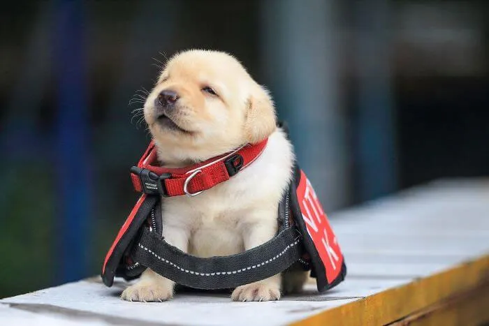 30 Times Police Puppies Tried To Act Tough But They Just Looked Adorable Instead