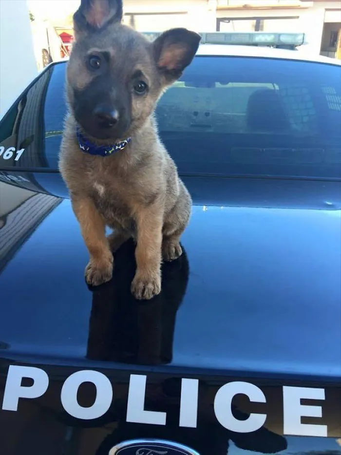 30 Times Police Puppies Tried To Act Tough But They Just Looked Adorable Instead