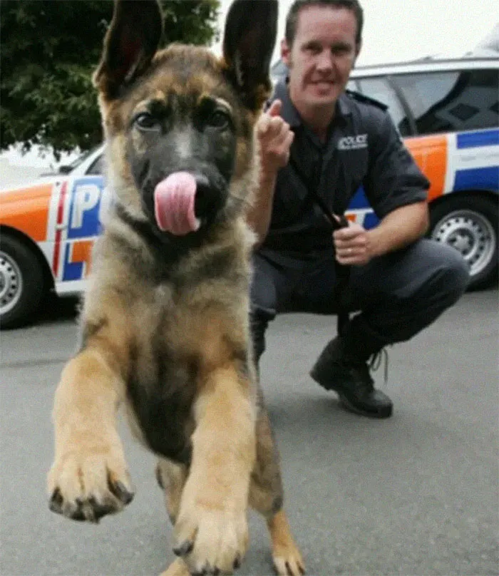 30 Times Police Puppies Tried To Act Tough But They Just Looked Adorable Instead