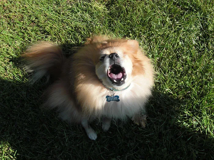 La gente comparte cosas que sus mascotas les han condicionado a hacer accidentalmente (25 respuestas)