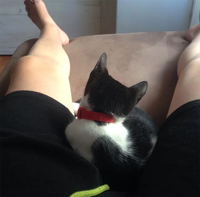 La gente comparte cosas que sus mascotas les han condicionado a hacer accidentalmente (25 respuestas)